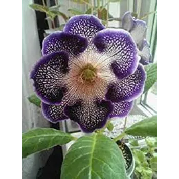 Blue Tropical Flower